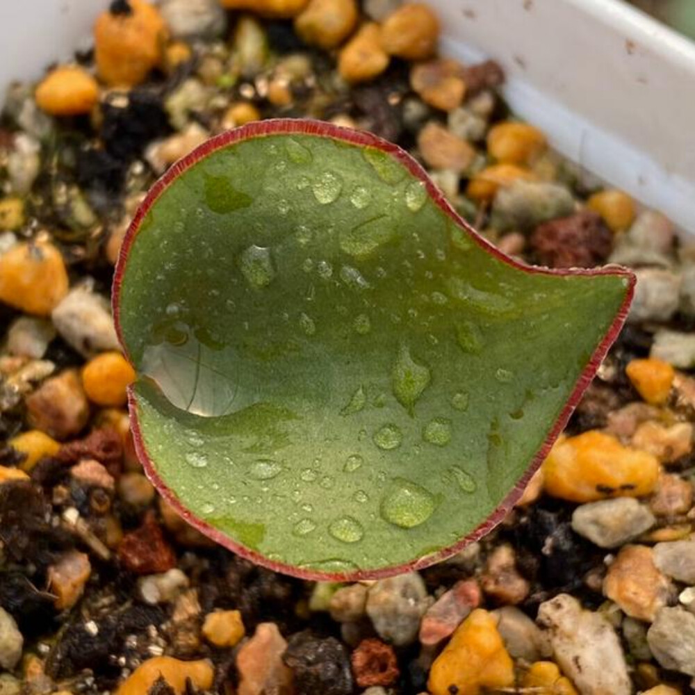 1.5cm Cactus Live Plants Eriospermum Capense Ssp . Capense Garden Root Tuber