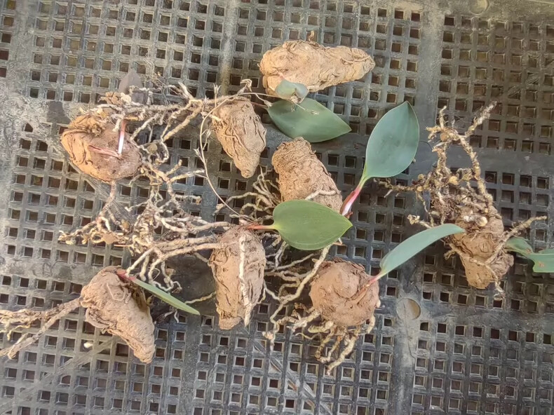 2-3cm Cactus Live Plants Eriospermum Aequilibre Rare Root Tuber Cactus