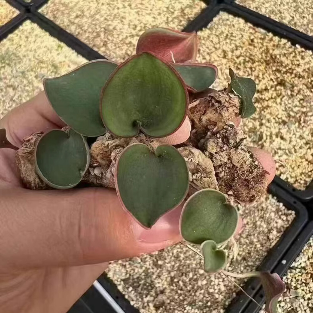 1.5cm Cactus Live Plants Eriospermum Capense Ssp . Capense Garden Root Tuber