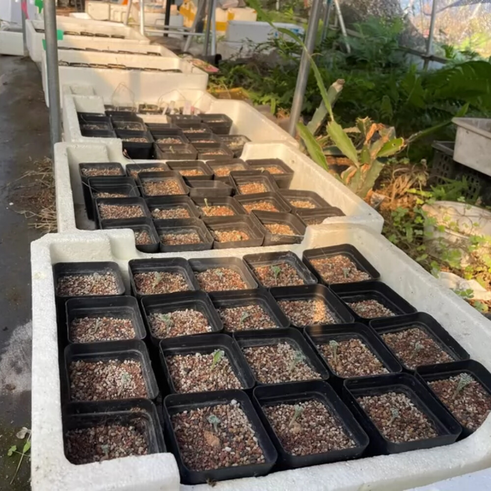 1.5cm 1PCS Eriospermum Titanopsoides Beautiful Garden Rare Planting