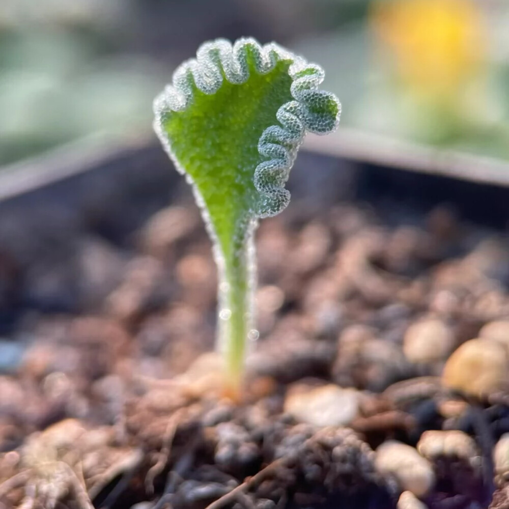 1.5cm 1PCS Eriospermum Titanopsoides Beautiful Garden Rare Planting