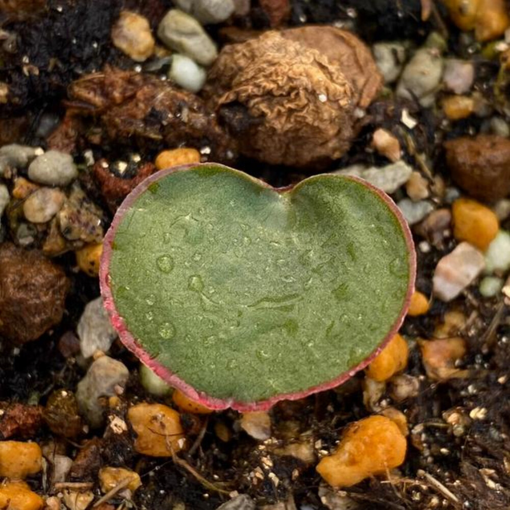 1.5cm Cactus Live Plants Eriospermum Capense Ssp . Capense Garden Root Tuber