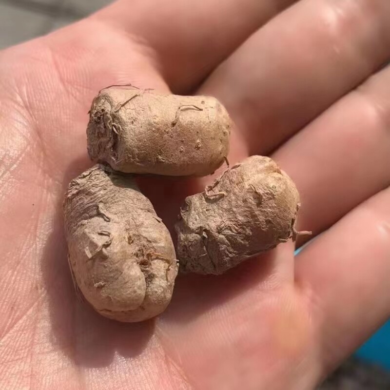 1.5cm 1PCS Eriospermum Titanopsoides Beautiful Garden Rare Planting