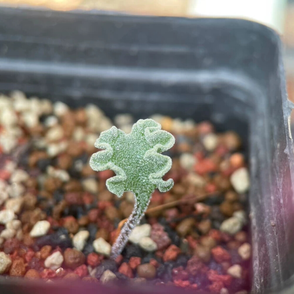 1.5cm 1PCS Eriospermum Titanopsoides Beautiful Garden Rare Planting