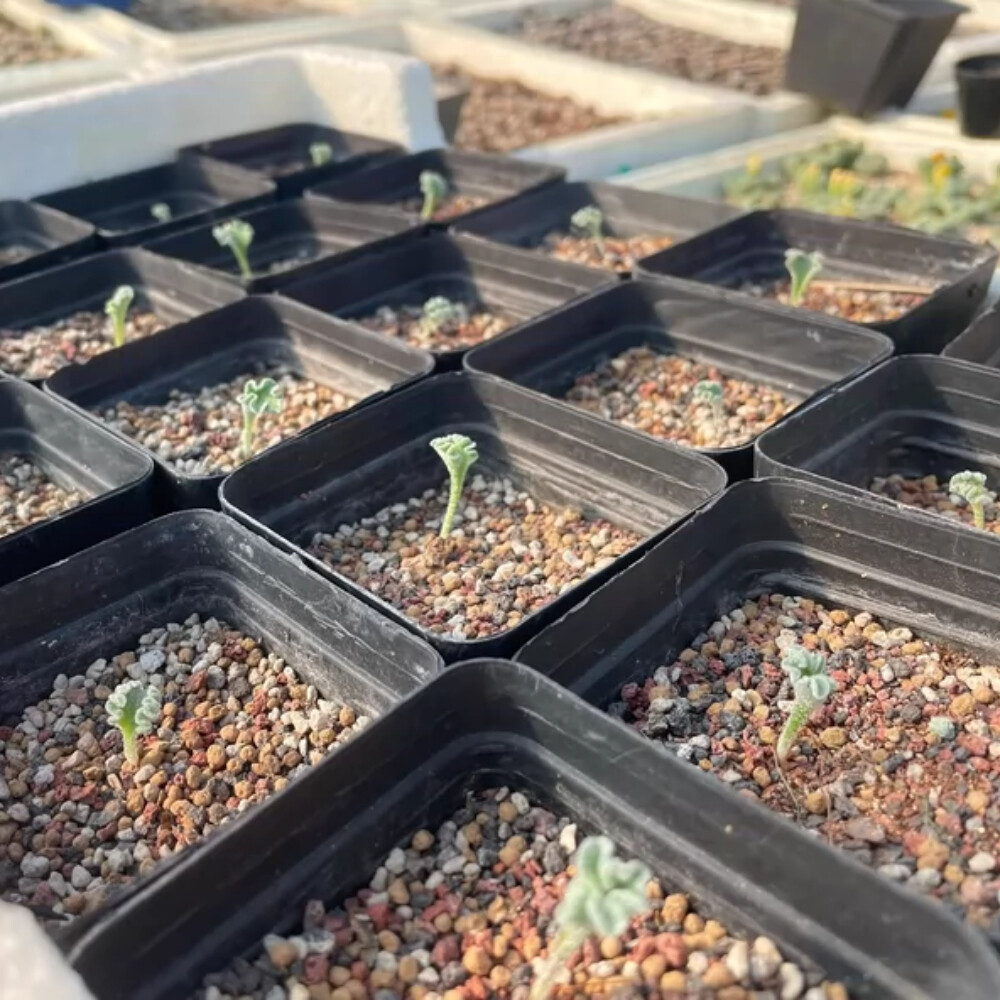 1.5cm 1PCS Eriospermum Titanopsoides Beautiful Garden Rare Planting