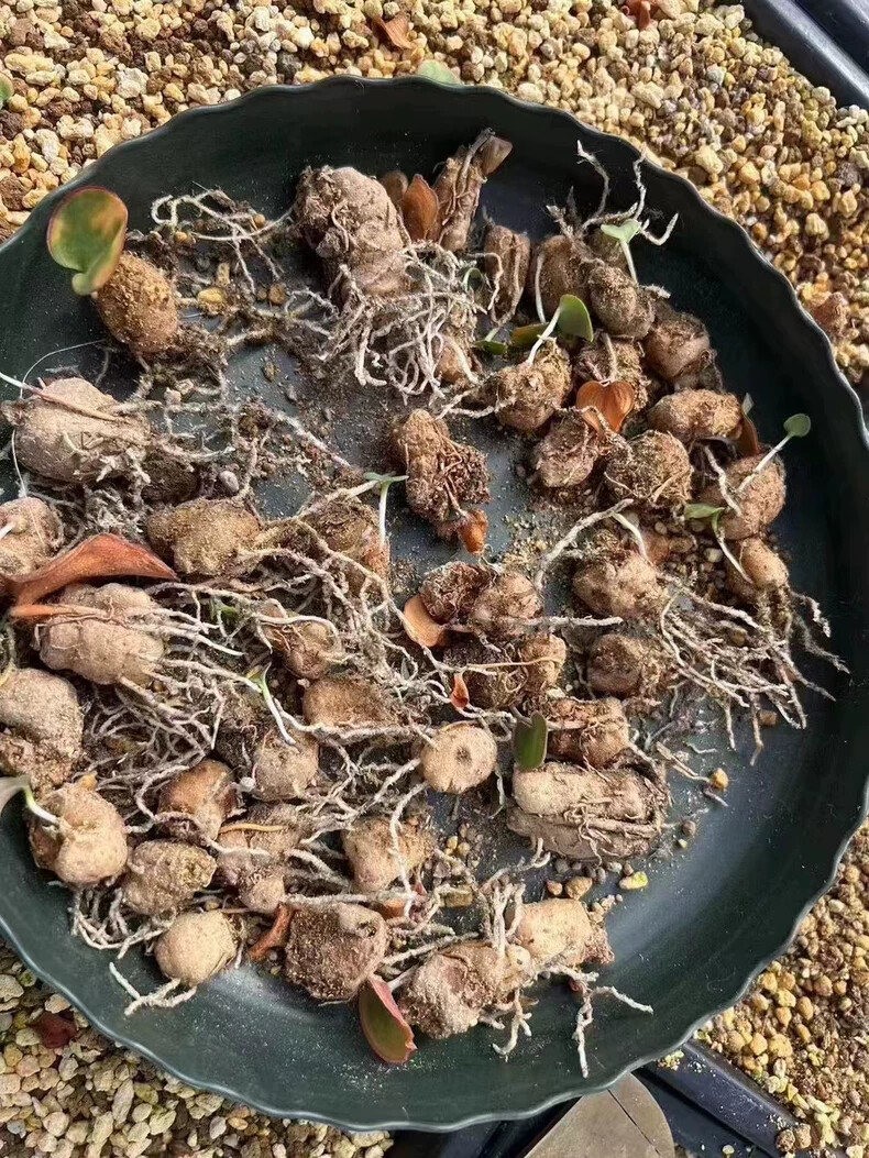 1.5cm Cactus Live Plants Eriospermum Capense Ssp . Capense Garden Root Tuber