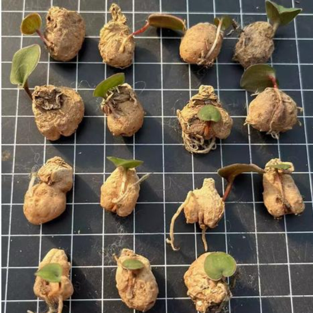 1.5cm Cactus Live Plants Eriospermum Capense Ssp . Capense Garden Root Tuber