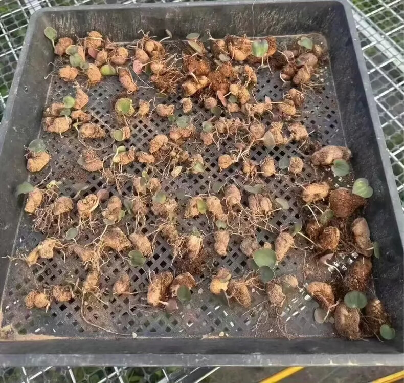 1.5cm Cactus Live Plants Eriospermum Capense Ssp . Capense Garden Root Tuber