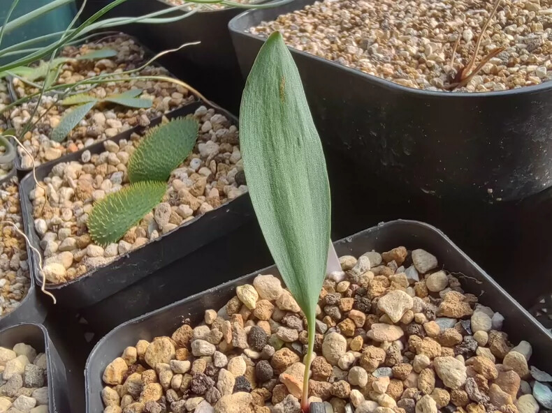 2-3cm Cactus Live Plants Eriospermum Aequilibre Rare Root Tuber Cactus