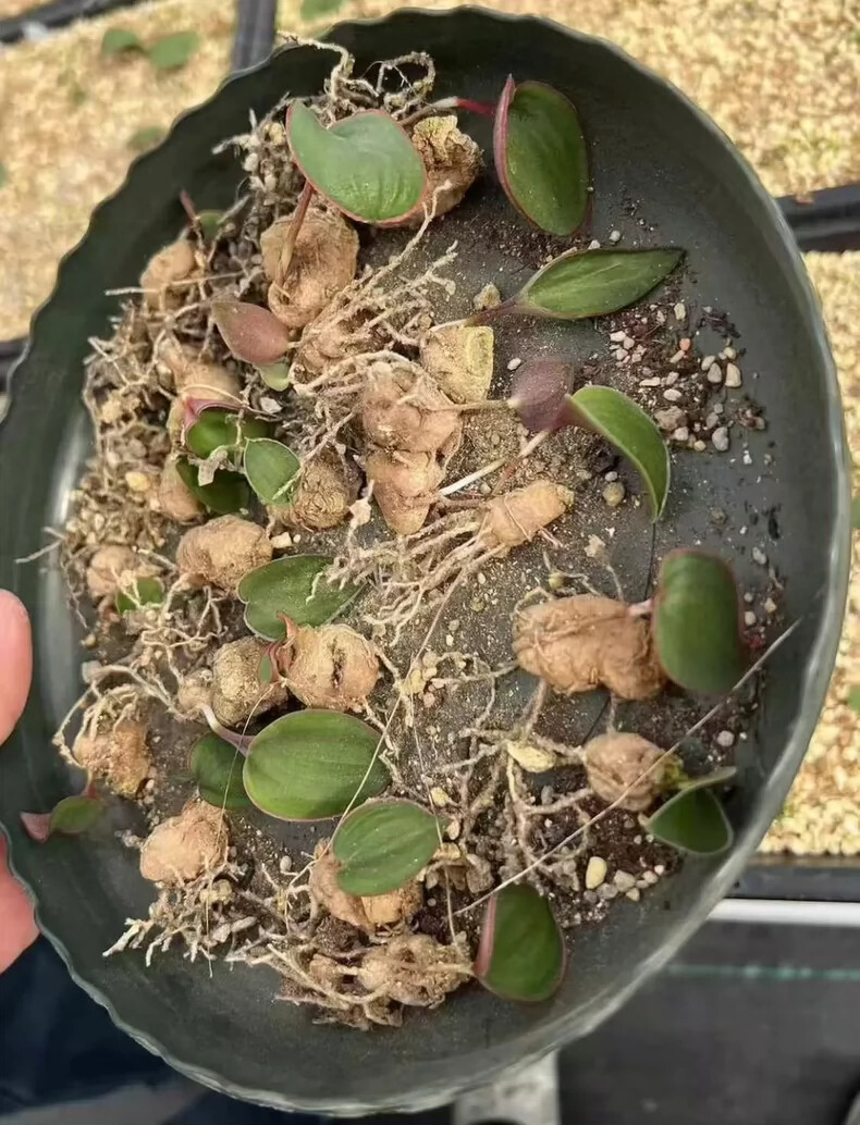 1.5cm Cactus Live Plants Eriospermum Capense Ssp . Capense Garden Root Tuber