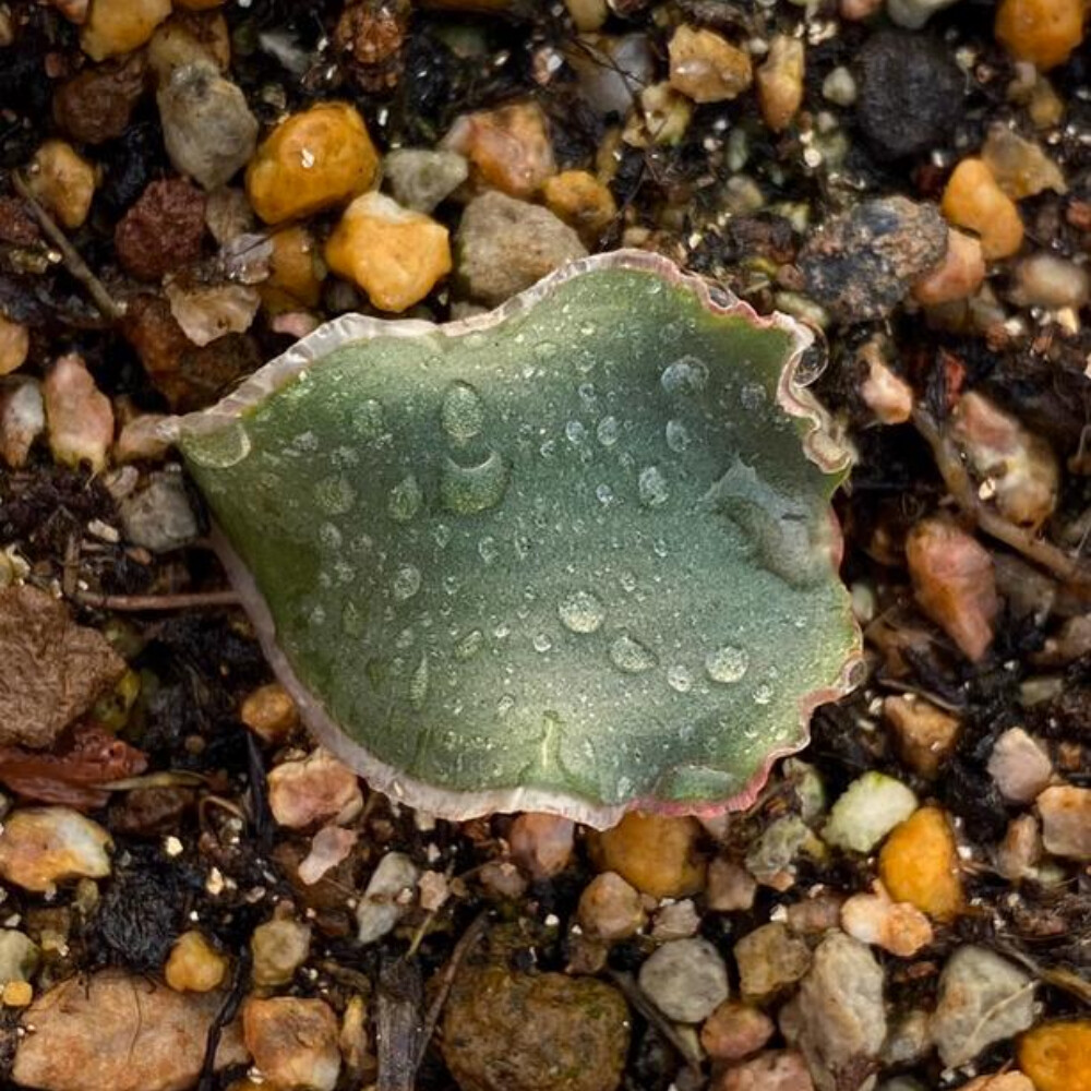 1.5cm Cactus Live Plants Eriospermum Capense Ssp . Capense Garden Root Tuber