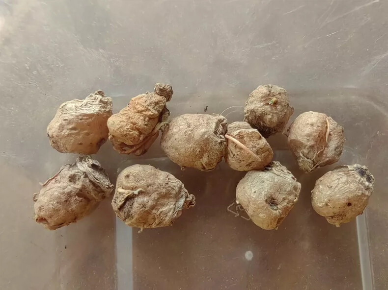 1.5cm 1PCS Eriospermum Titanopsoides Beautiful Garden Rare Planting