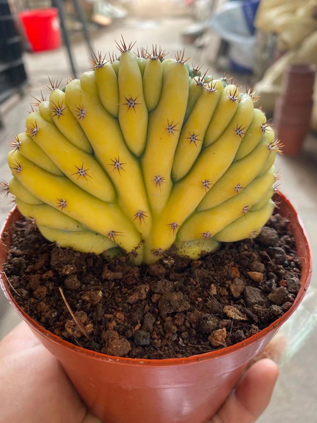 7cm Cactus Live Plants T.P Cristata Variegated Beautiful Rare Garden Cactus