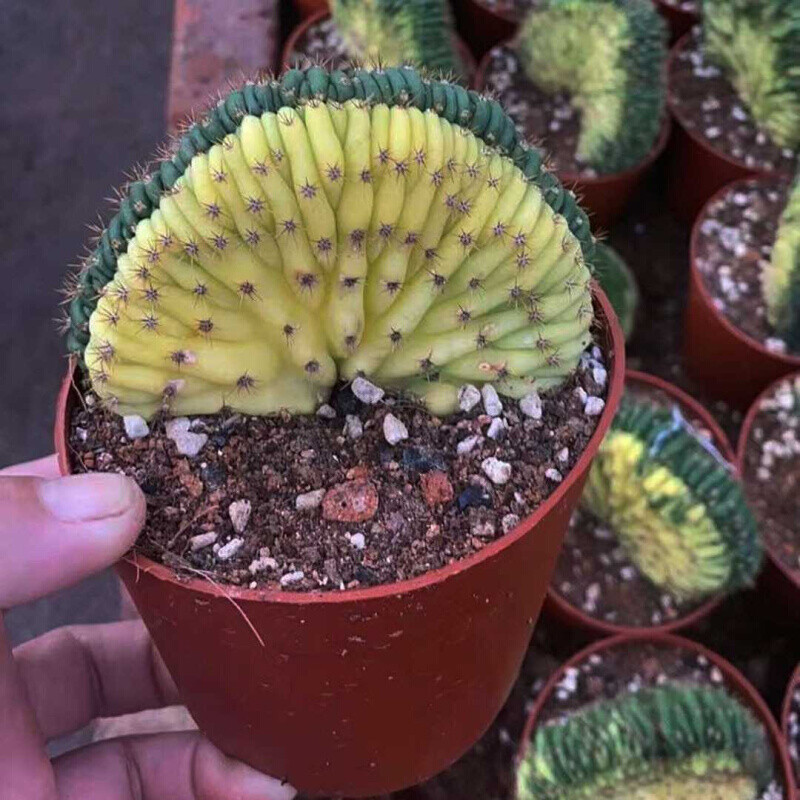 7cm Cactus Live Plants T.P Cristata Variegated Beautiful Rare Garden Cactus