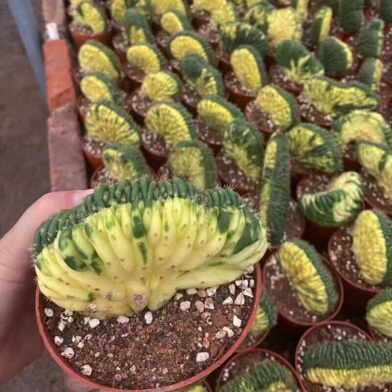 7cm Cactus Live Plants T.P Cristata Variegated Beautiful Rare Garden Cactus