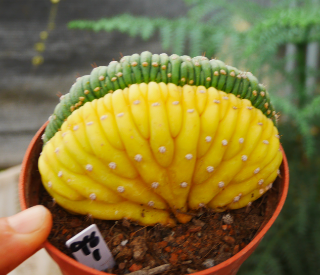 7cm Cactus Live Plants T.P Cristata Variegated Beautiful Rare Garden Cactus