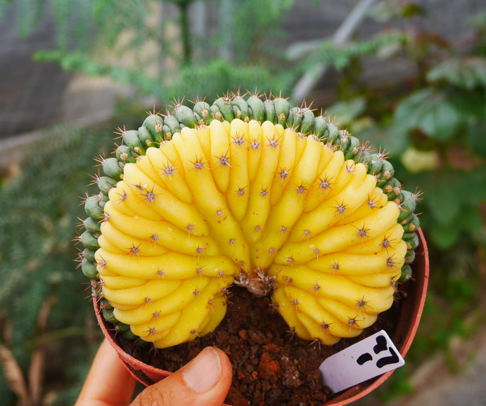 7cm Cactus Live Plants T.P Cristata Variegated Beautiful Rare Garden Cactus