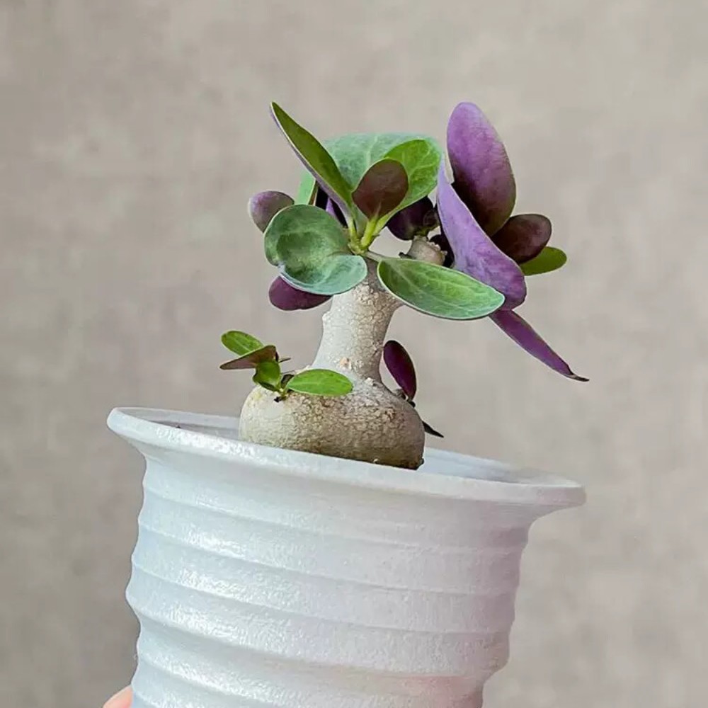 3-4CM 1PCS Cactus Live Plants Othonna triplinervia Beautiful Cactus Rare Root