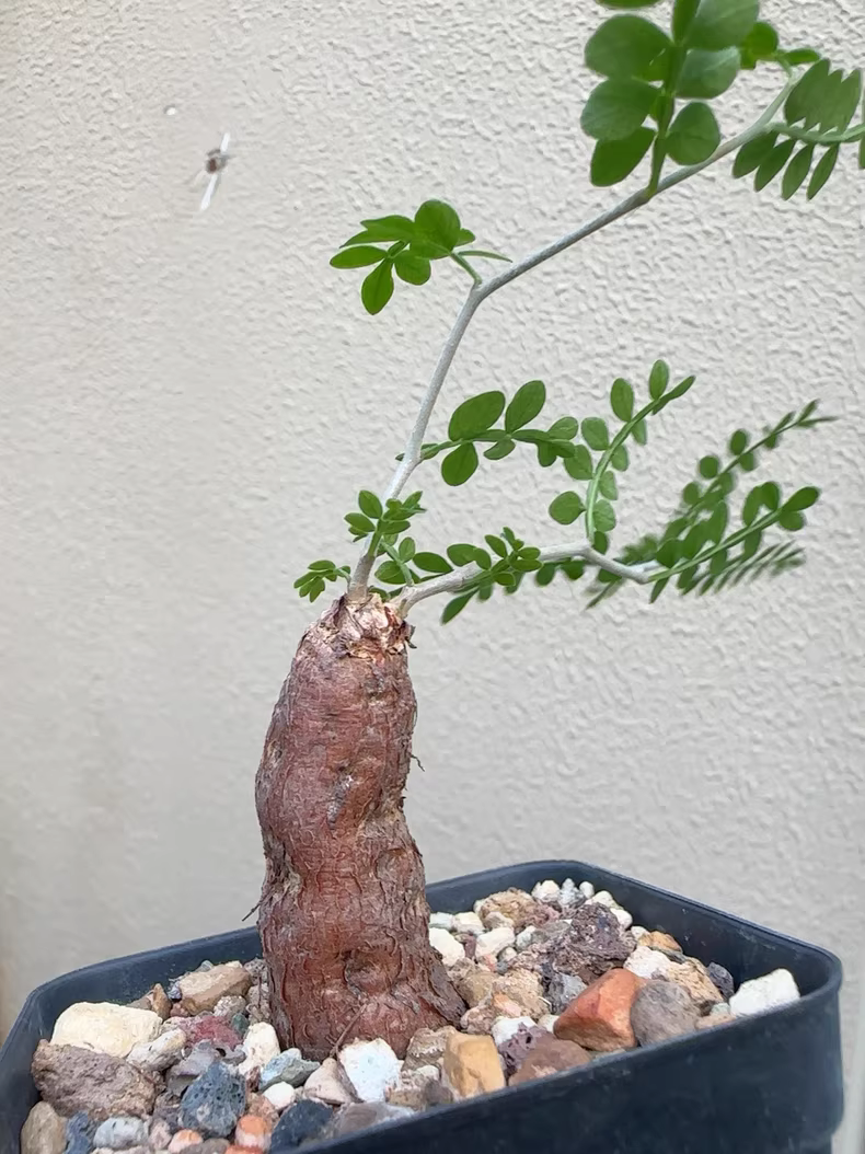 2cm 1PCS Cactus Live Plants Operculicarya pachypus Beautiful Rare Garden Planting Cactus