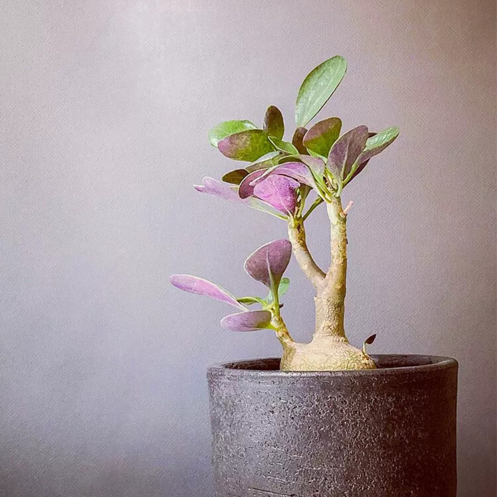 3-4CM 1PCS Cactus Live Plants Othonna triplinervia Beautiful Cactus Rare Root