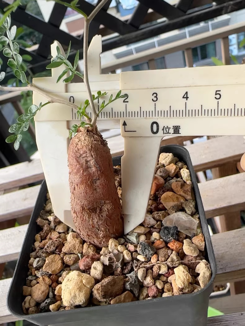 2cm 1PCS Cactus Live Plants Operculicarya pachypus Beautiful Rare Garden Planting Cactus