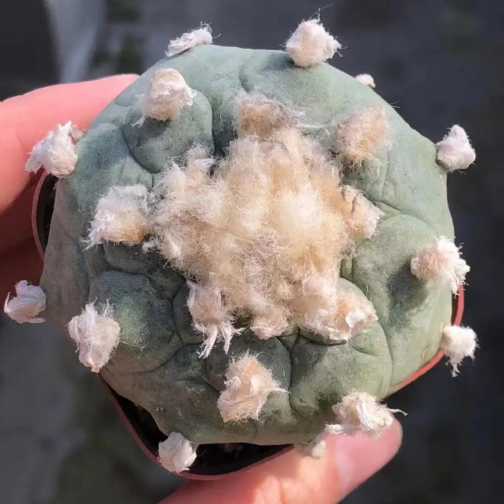 4-5cm 1PCS Cactus Live Plants L. W Beautiful Cactus Rare Garden Planting Cactus