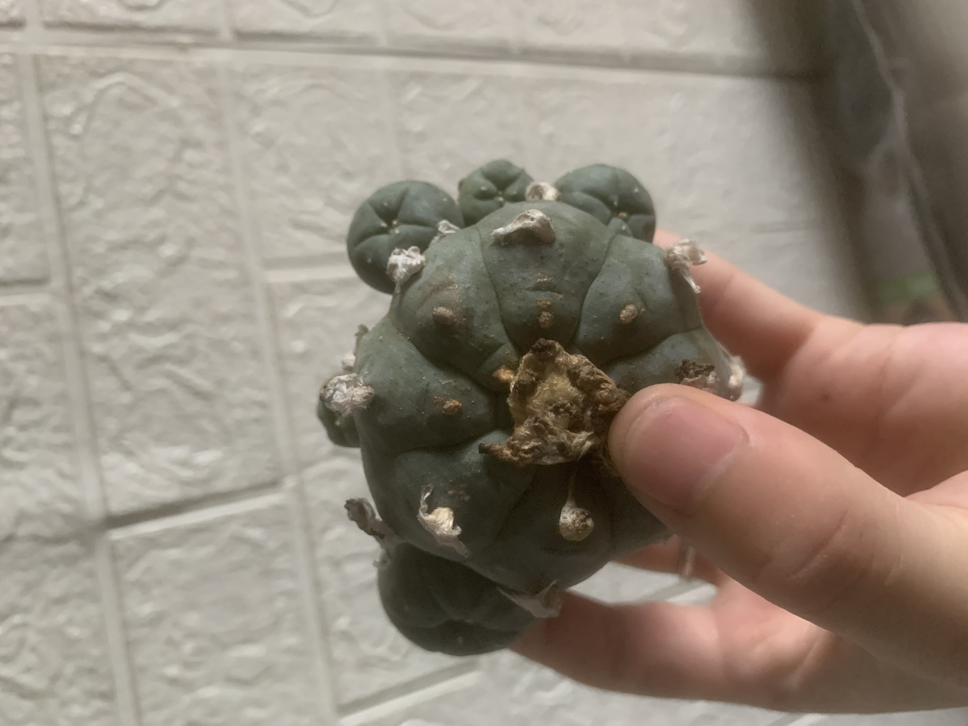 6-8cm Multiple heads Cactus Live Plants L.w Beautiful Rare Garden Planting Cactus