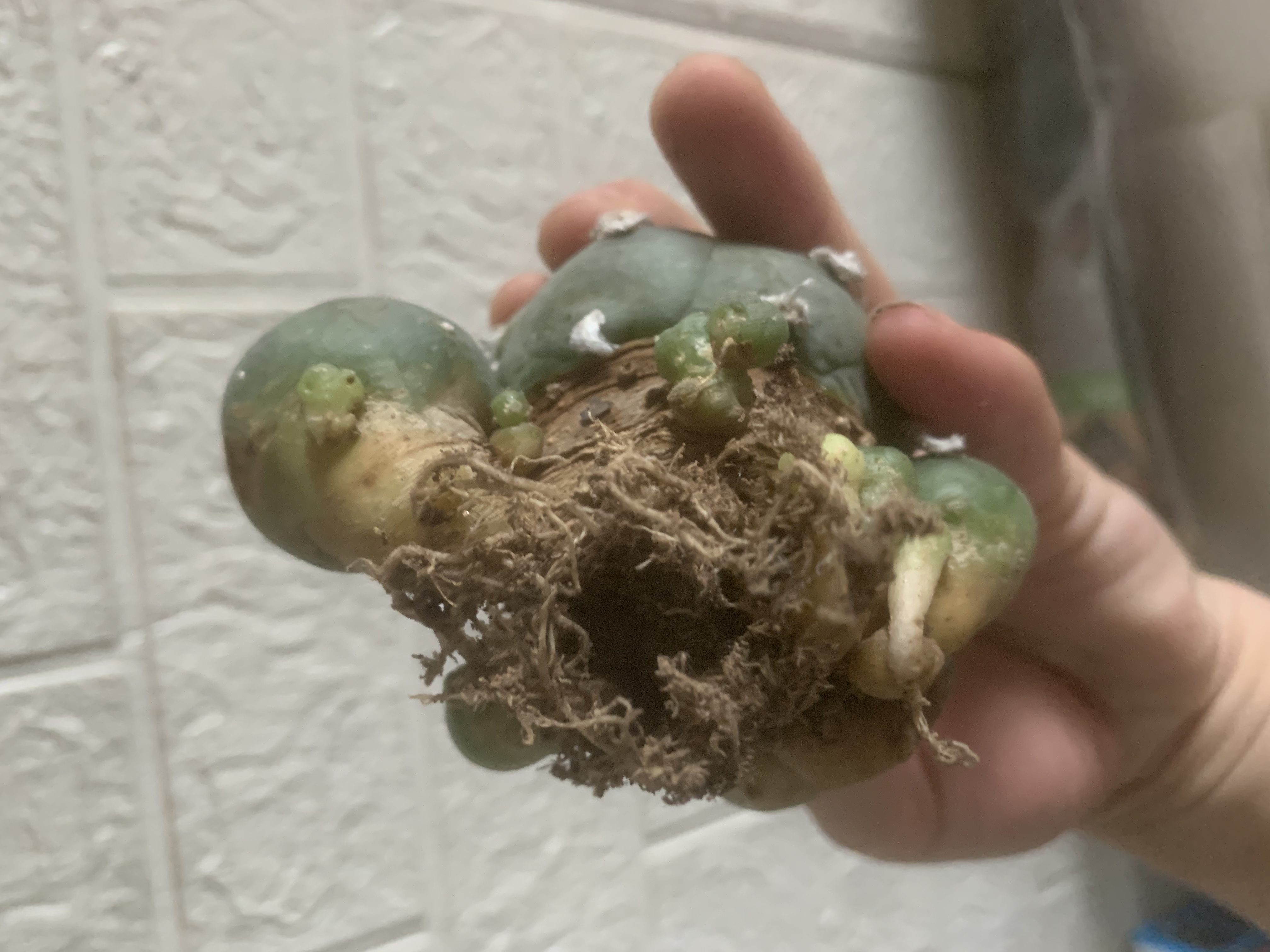 6-8cm Multiple heads Cactus Live Plants L.w Beautiful Rare Garden Planting Cactus