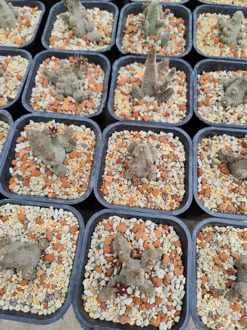 3-5CM 1PCS Cactus Live Plants Pseudolithos Caput-viperae Beautiful Rare Garden Planting