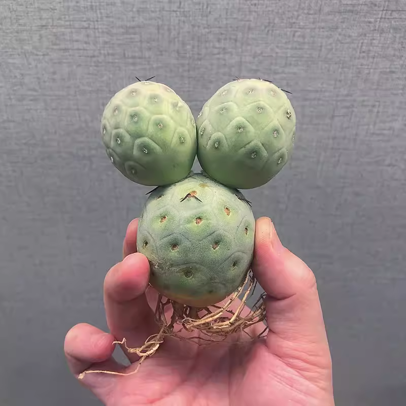 6-7cm Cactus Live Plants Three heads Tephrocactus geometricus Beautiful Live Plants Rare Cactus