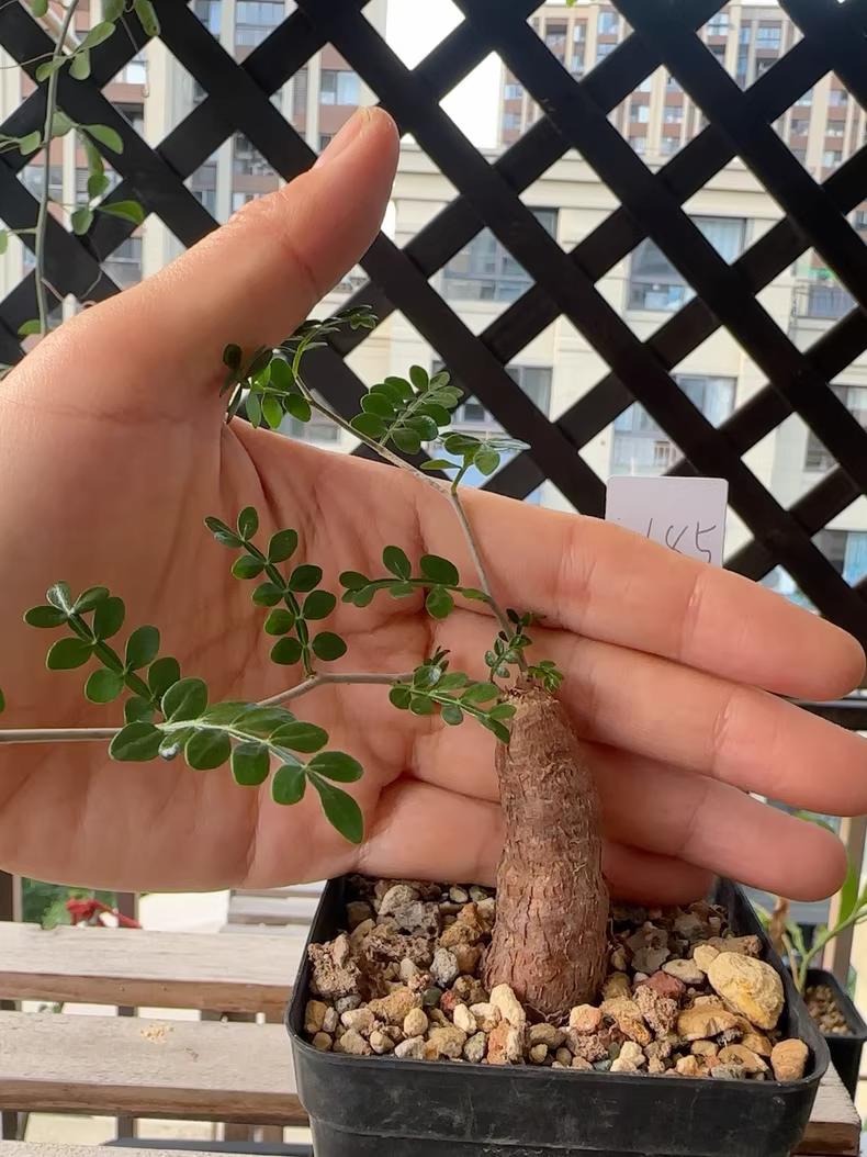 2cm 1PCS Cactus Live Plants Operculicarya pachypus Beautiful Rare Garden Planting Cactus