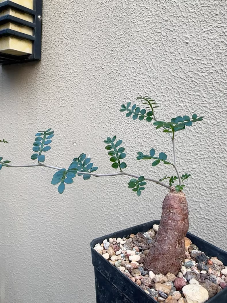 2cm 1PCS Cactus Live Plants Operculicarya pachypus Beautiful Rare Garden Planting Cactus