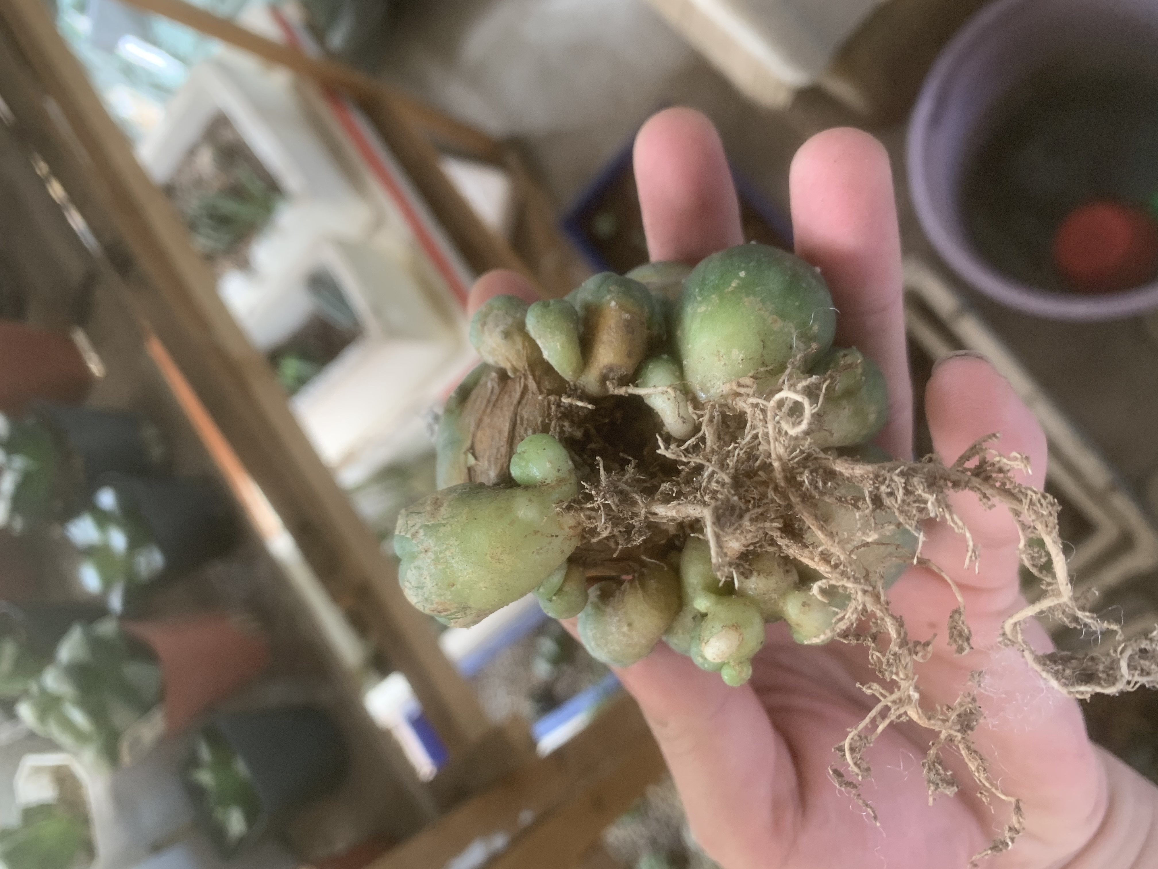 6-8cm Multiple heads Cactus Live Plants L.w Beautiful Rare Garden Planting Cactus