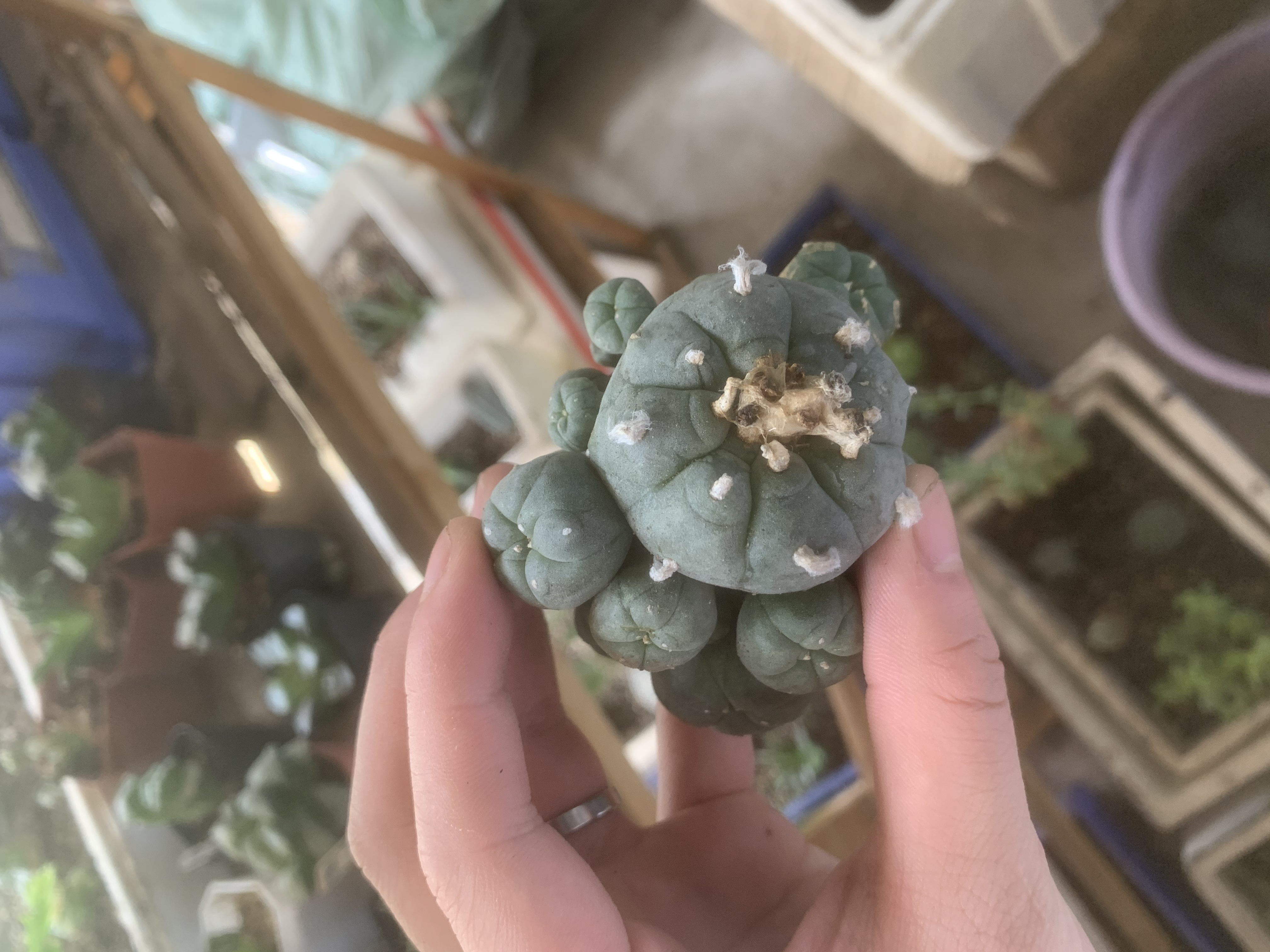 6-8cm Multiple heads Cactus Live Plants L.w Beautiful Rare Garden Planting Cactus