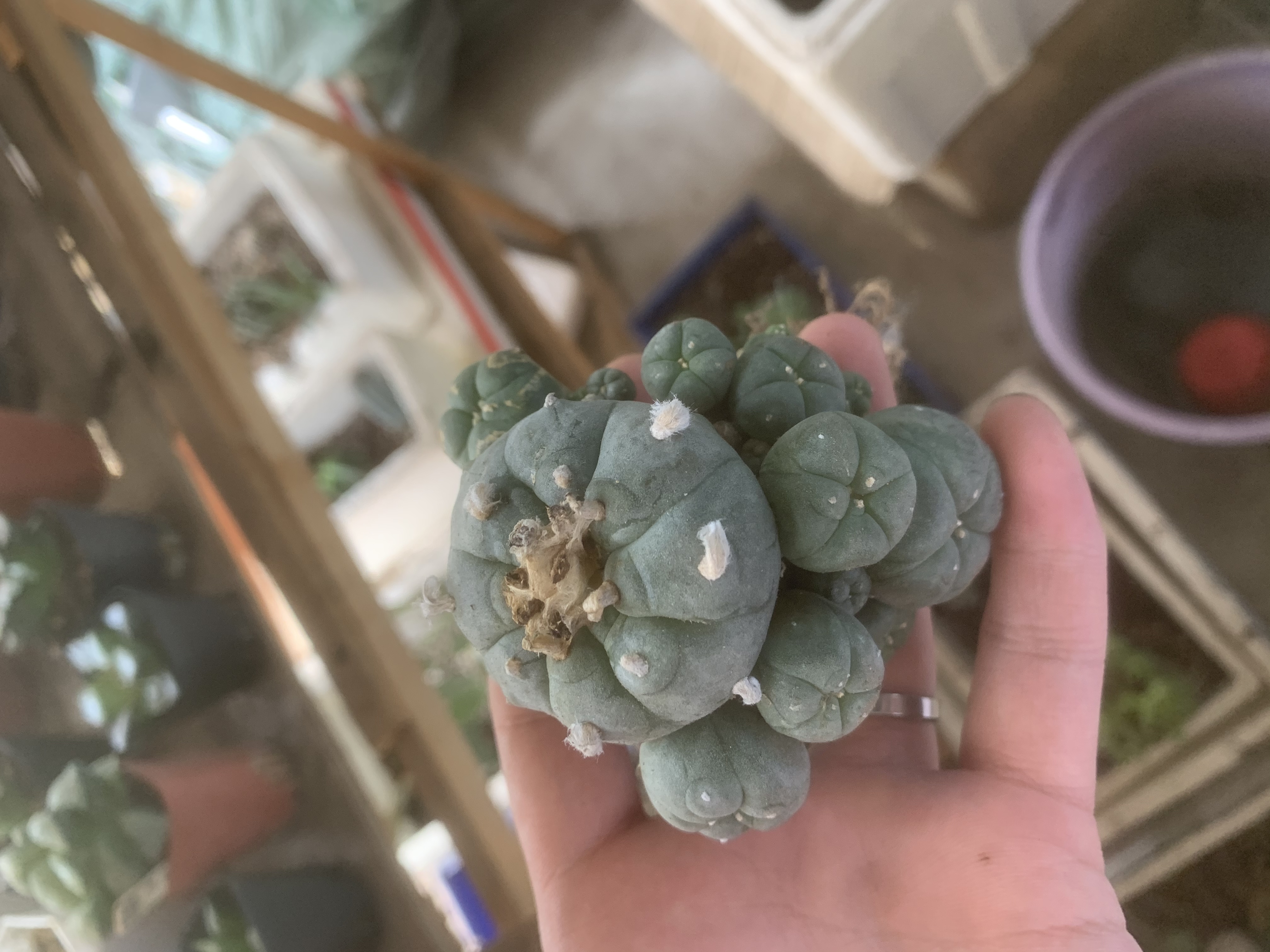 6-8cm Multiple heads Cactus Live Plants L.w Beautiful Rare Garden Planting Cactus