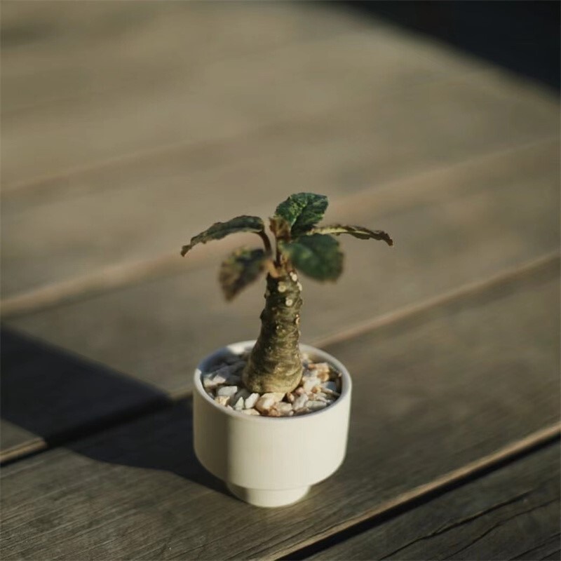3-5cm Mini Cactus Live Plants Dorstenia Crispa Beautiful Plants Root Tuber Rare Garden