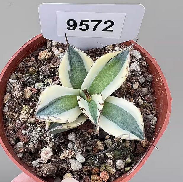 5-7cm 1PCS Seedling Agave Titanota Snaggletooth Variegated Garden Rare Cactus Beautiful Cactus