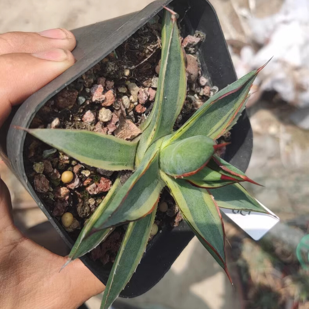 7cm 1PCS Seedling Cactus Live Plants Agave 'burntburgundy' Variegated Garden Beautiful Cactus
