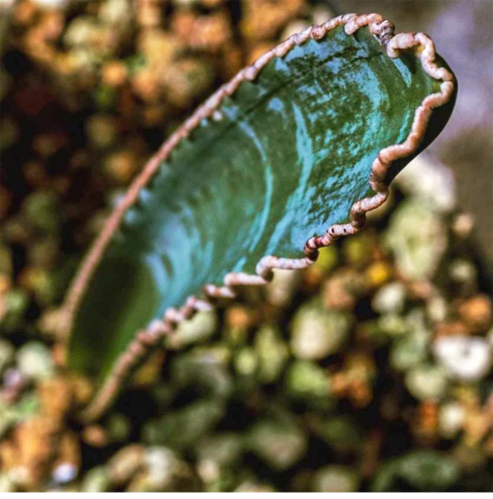 1-1.5cm 1PCS Seedling Cactus Live Plants Albuca dilucula Garden Rare Cactus Root Tuber Cactus