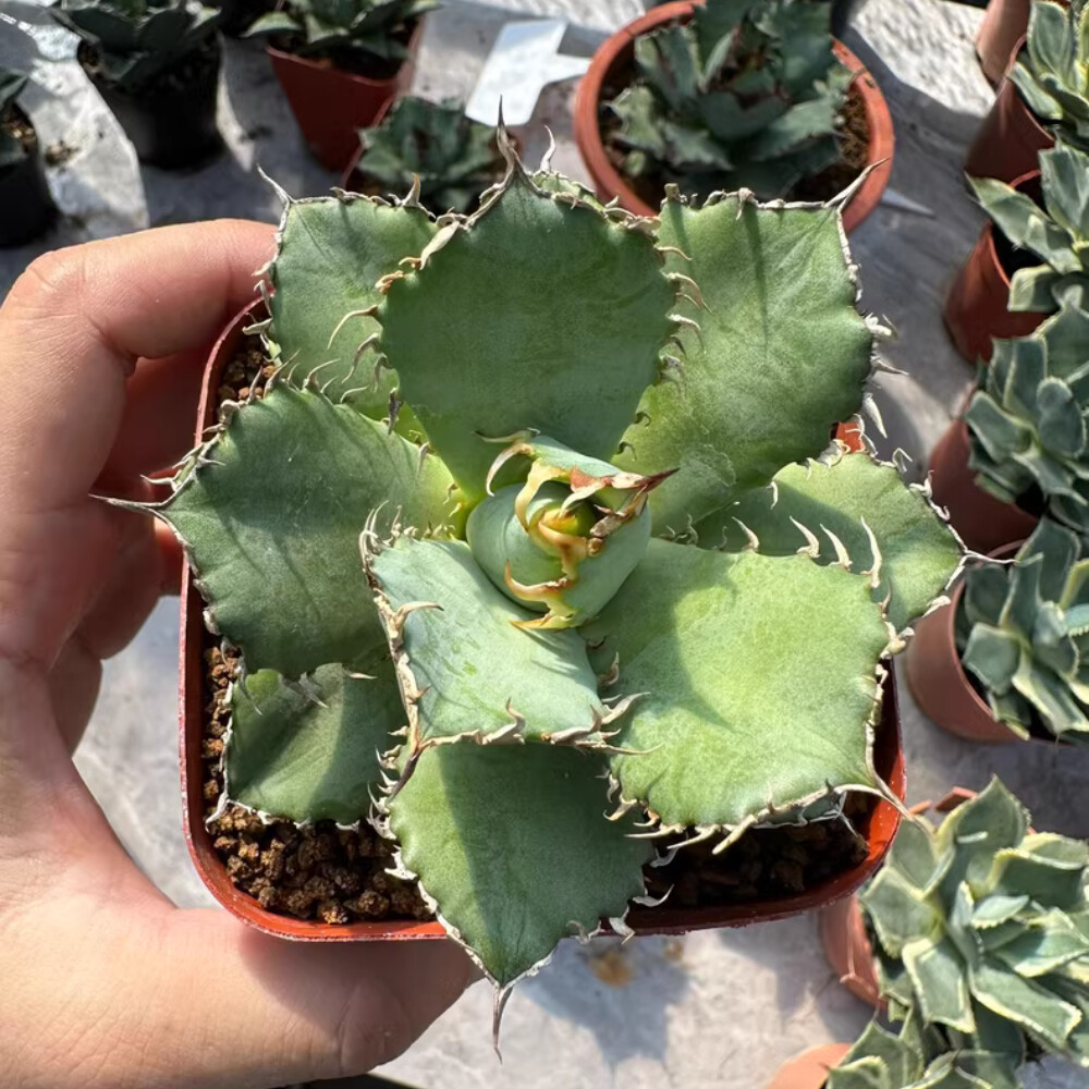 8cm 1PCS Seedling Cactus Live Plants Agave Titanota Filigree Garden Cactus Beautiful Cactus