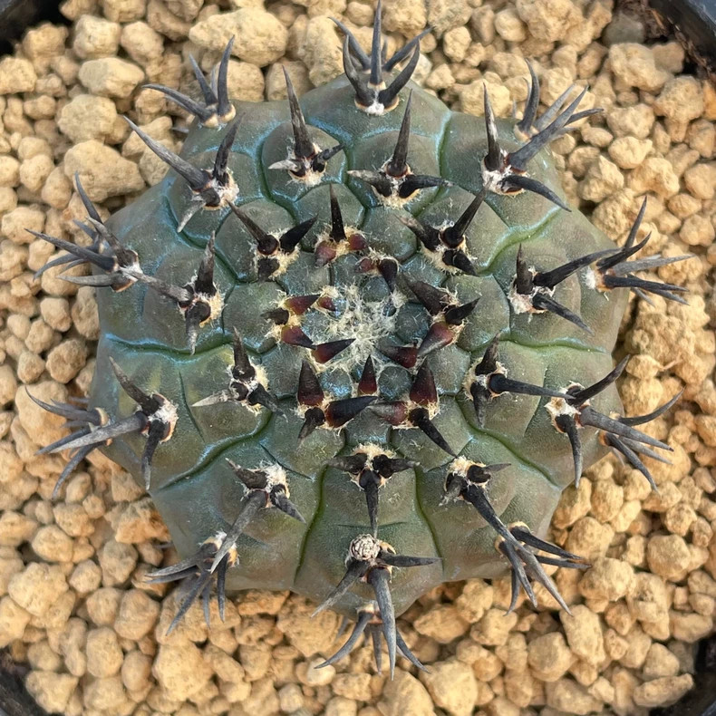 5-6cm 1PCS Cactus Live Plants Gymnocalycium Bodenbenderianum Beautiful Garden Rare Planting
