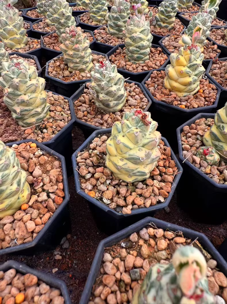 3cm Cactus Live Plants Monadenium ritchiei white var garden garden Beautiful Cactus