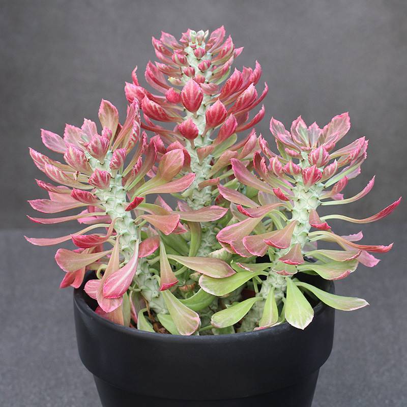 8cm Seedling Cactus Plants Monadenium ritchiei var.nyambense 'Var garden Beautiful Cactus