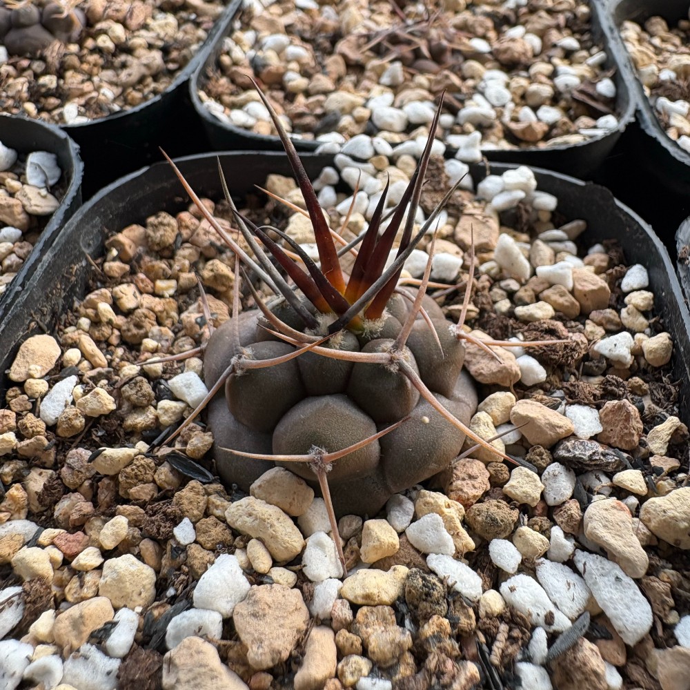 3-4cm 1PCS Cactus Live Plants Gymnocalycium Mazanense Beautiful Garden Rare Planting