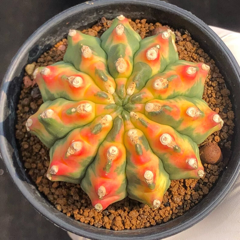 5-6CM 1PCS Seedling Cactus Live Plant Gymnocalycium Anisitsii Variegated Beautiful Rare Cactus