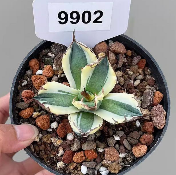 5-7cm 1PCS Seedling Agave Titanota Snaggletooth Variegated Garden Rare Cactus Beautiful Cactus