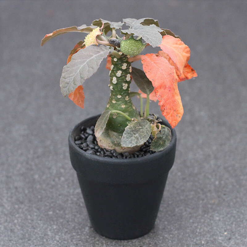 3-5cm Mini Cactus Live Plants Dorstenia Crispa Beautiful Plants Root Tuber Rare Garden