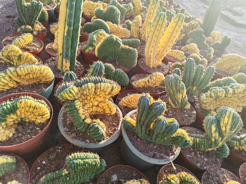 Cactus plants