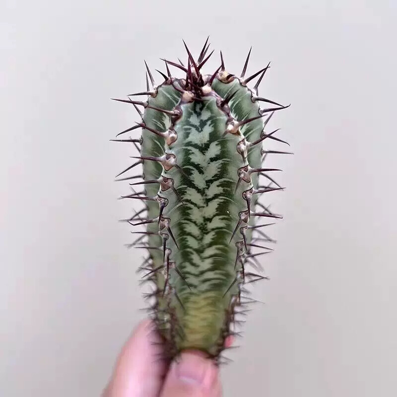 8cm Cactus Live Plants Euphorbia Horrida Garden Cactus Rare Beautiful Cactus