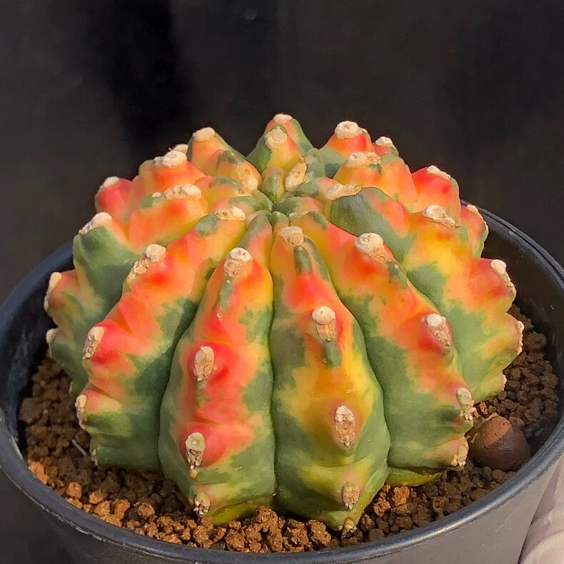 5-6CM 1PCS Seedling Cactus Live Plant Gymnocalycium Anisitsii Variegated Beautiful Rare Cactus